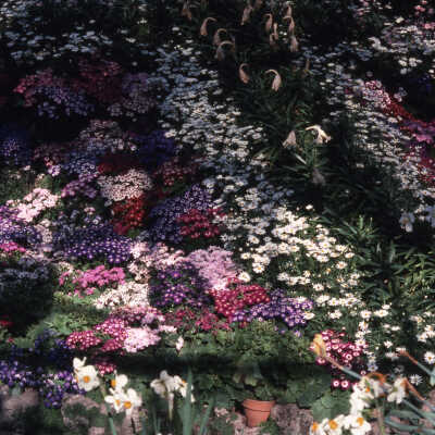 Wilder Park, Conservatory