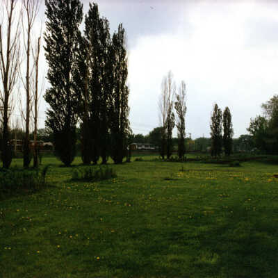 Golden Meadows