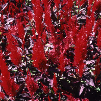 Wilder Park, formal gardens