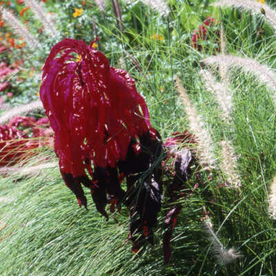 Wilder Park, formal gardens