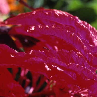 Wilder Park, formal gardens