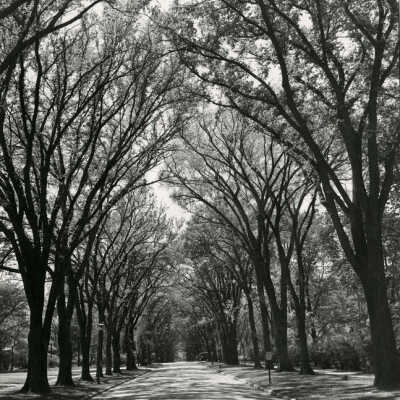 Cottage Hill Avenue