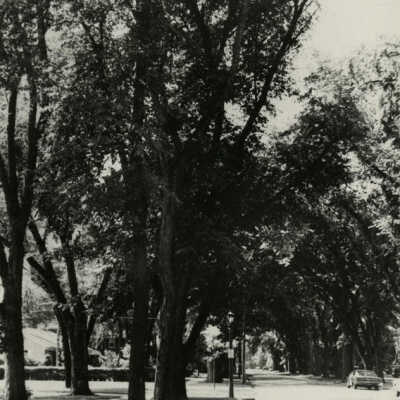 Cottage Hill Avenue