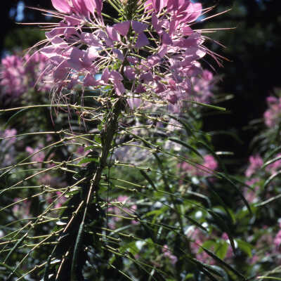 Wilder Park, formal gardens