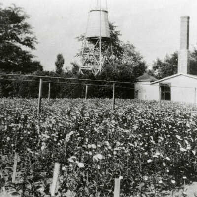 Swenson's Greenhouse