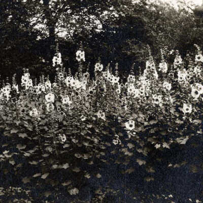 Garden Scene