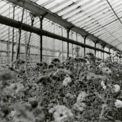 Swenson's Greenhouse