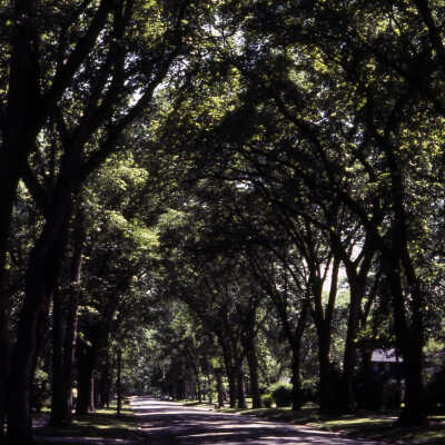 Trees on S. Kenilworth Ave