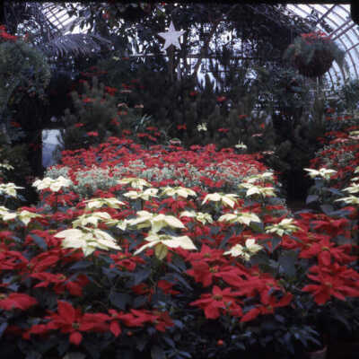 Wilder Park, Conservatory