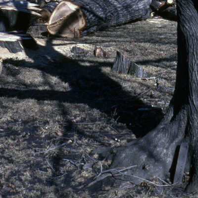 Trees, Dutch Elm Disease