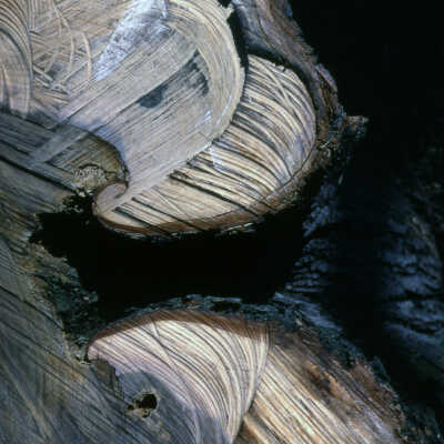 Trees, Dutch Elm Disease