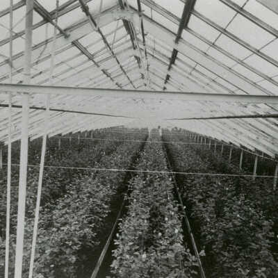 Wendland Keimel Greenhouse Interior