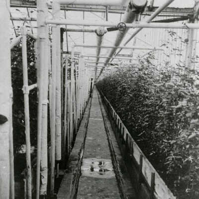 Wendland Keimel Greenhouse Interior