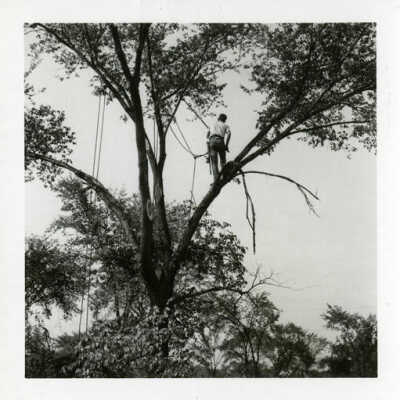 Tree trimmer