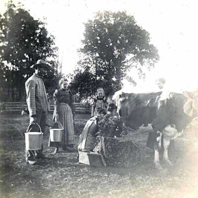 Cow Milking on Fischer Farm