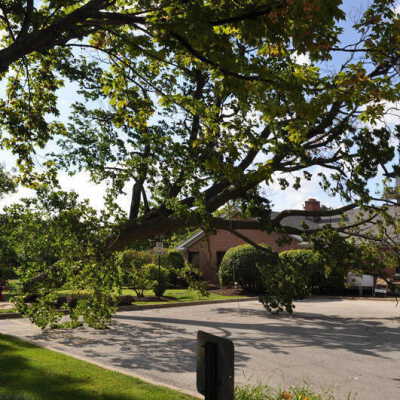 Tree Removal on Elmhurst History Museum Grounds