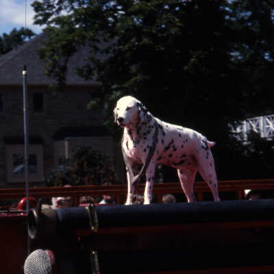 Elmhurst Sesquicentennial parade, 1986