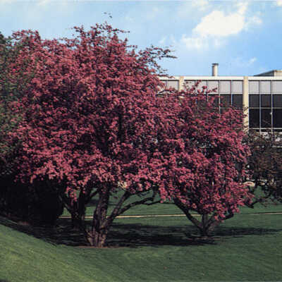 Elmhurst College campus