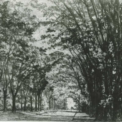 Cottage Hill Avenue Etching
