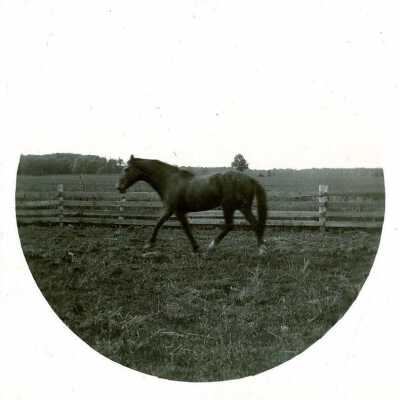 Horse at Fischer Farm near Grand Avenue