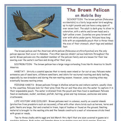 History Packet Brown Pelican Page 1