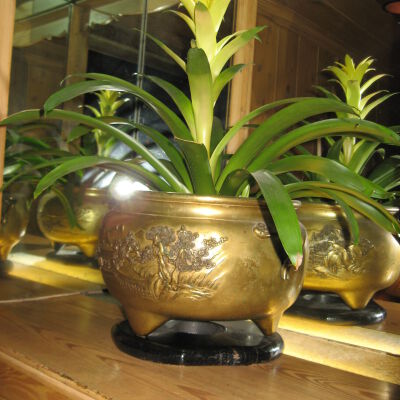 Oriental brass planter - alcove of stairwell in Main Building