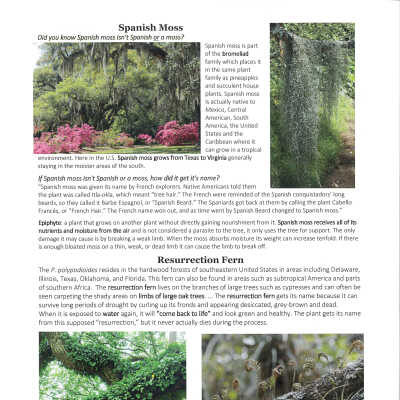 History Packet Live Oak Trees Page 2