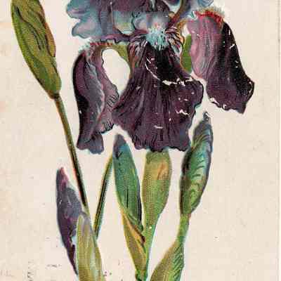 Purple Flower