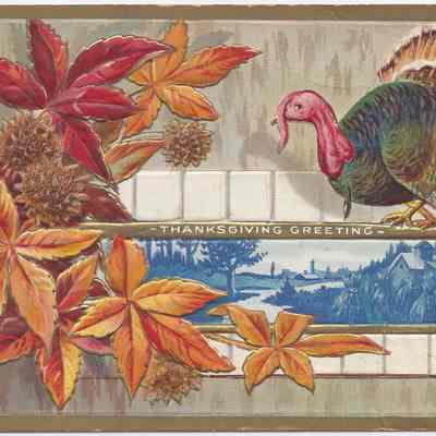 Thanksgiving Greeting Turkey