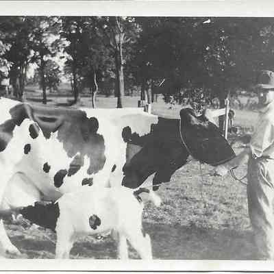 Ezra Marvin with Cows