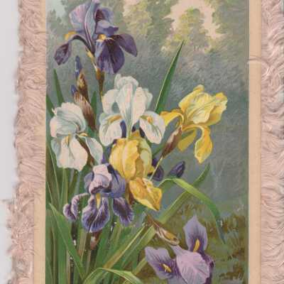 New Years Greeting Card with Iris