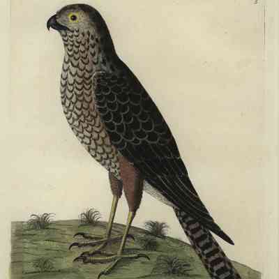 Sparrow Hawk (Accipiter nisus)