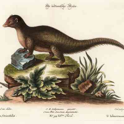 Indian Gray Mongoose