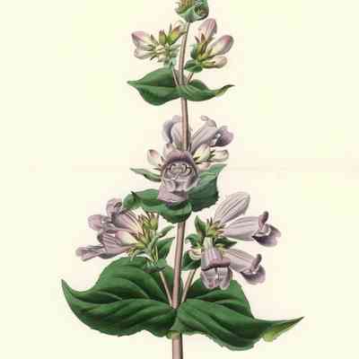 Glandular Penstemon (Penstemon glandulosus)
