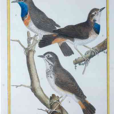 Les Gorge-bleues (Bluethroat Birds)