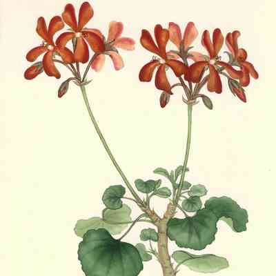 Geranium Miniatum