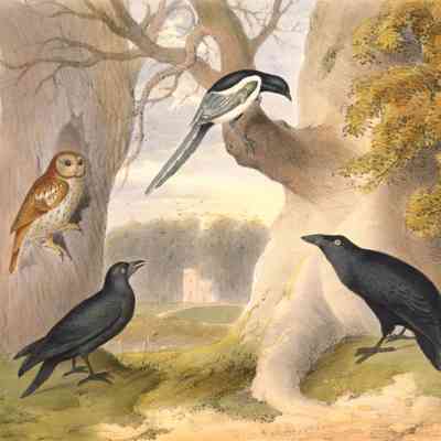 Omnivorous Birds