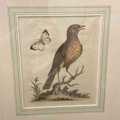 Brown Indian Thrush Bird