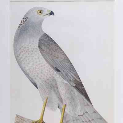 Blue Hawk (Circus cyaneus)