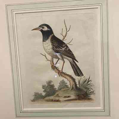 Indian Pied Myna Bird