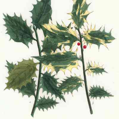 Ilex Aquifolium (Common Holly)
