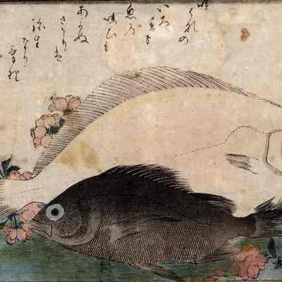 Flat Fish and Rockfish with Cherry Blossoms