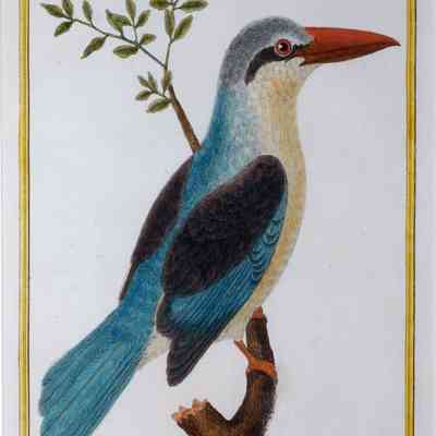 Martin-Pêcheur (Kingfisher)