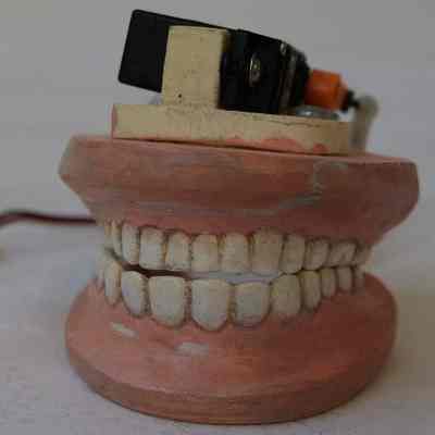 Model- Teeth