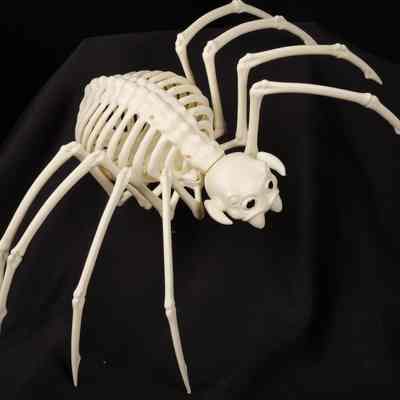 Ornaments- Skeleton Animals