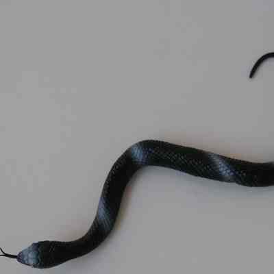 Toy- Snake