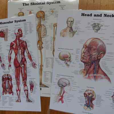 Charts-Human Body