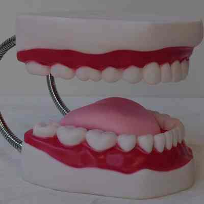 Model- Teeth