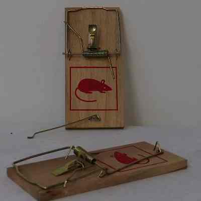 Traps- Rat