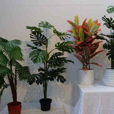 Plants-Medium